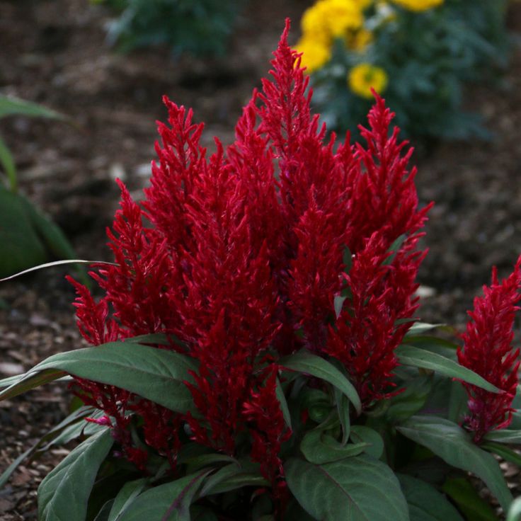 celosia-bold